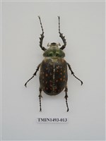 藏品(長臂金龜)的圖片